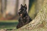 SCOTTISH TERRIER 204